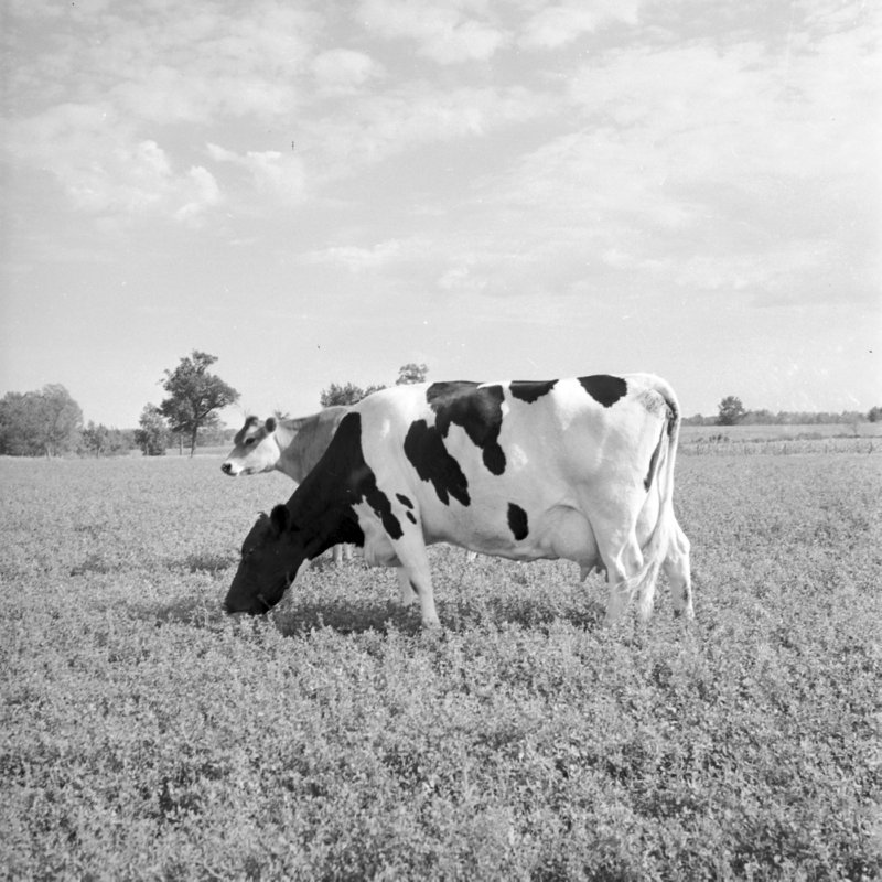 105_bloodlines were used. (1951).jpg